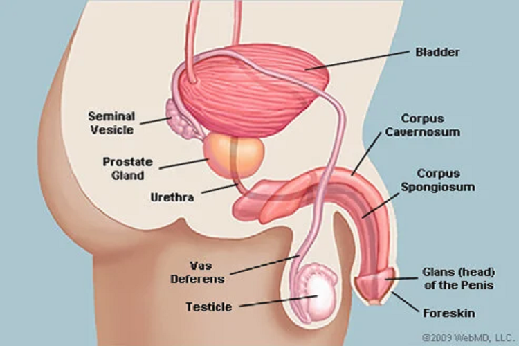 What is Open Circumcision?